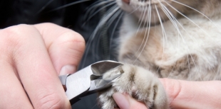 Как подстричь когти котенку