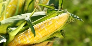 Кукуруза и ее полезные свойства