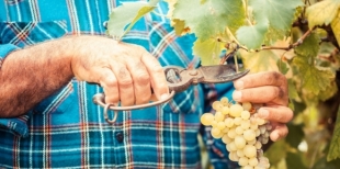 Как правильно обрезать виноград