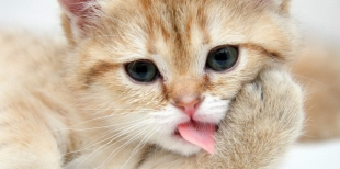 Почему у кота пахнет изо рта