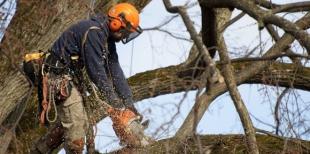 Кронирование деревьев – для эстетики и здоровья