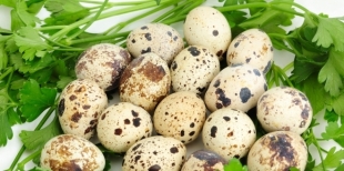 Польза перепелиных яиц
