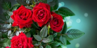 Как ухаживать за комнатными розами