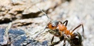 Как избавиться от домашних муравьев