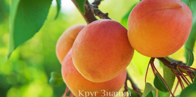Как вырастить абрикос