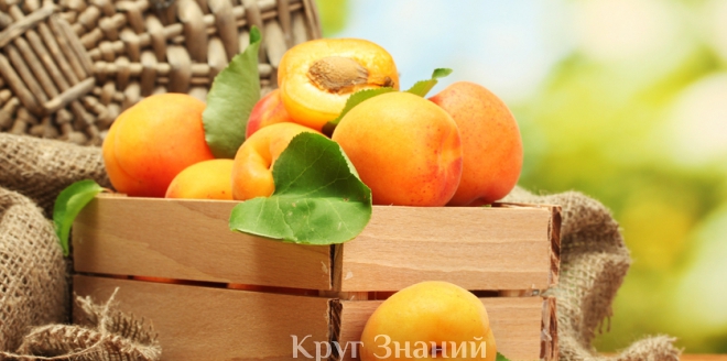 Сорта абрикос