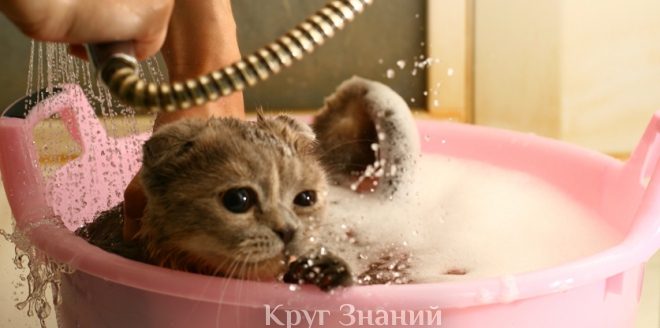 Как правильно мыть кота