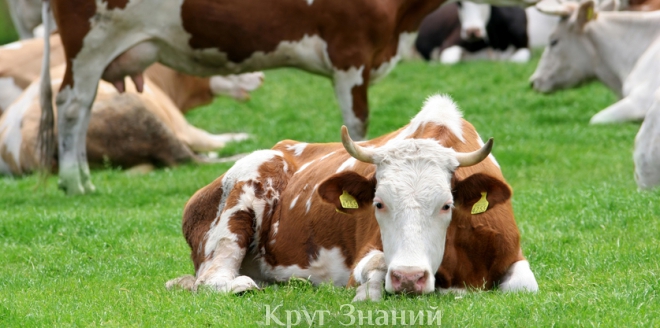 Эндометрит у коров