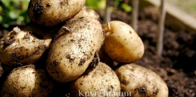 Подготовка к посадке картофеля