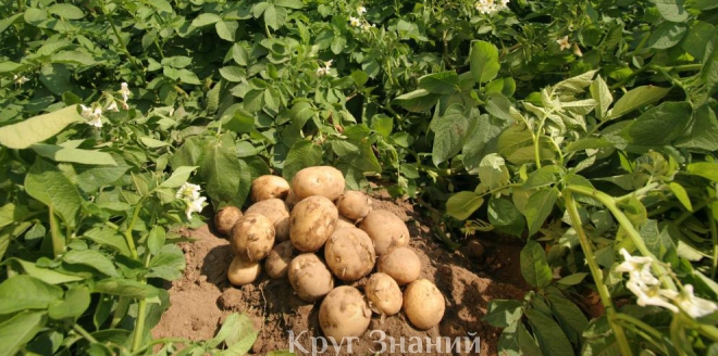 Способы выращивания картофеля