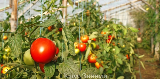 Как поливать помидоры йодом