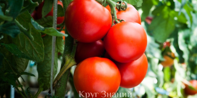 Как поливать помидоры борной кислотой