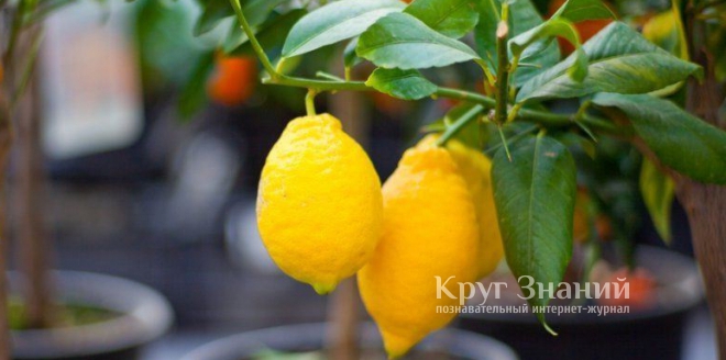 Как заставить лимон плодоносить