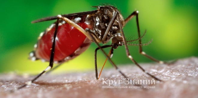 Народные средства от укусов комаров