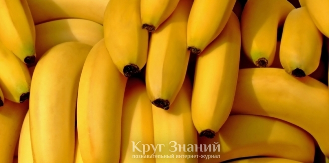 Банан и его полезные свойства